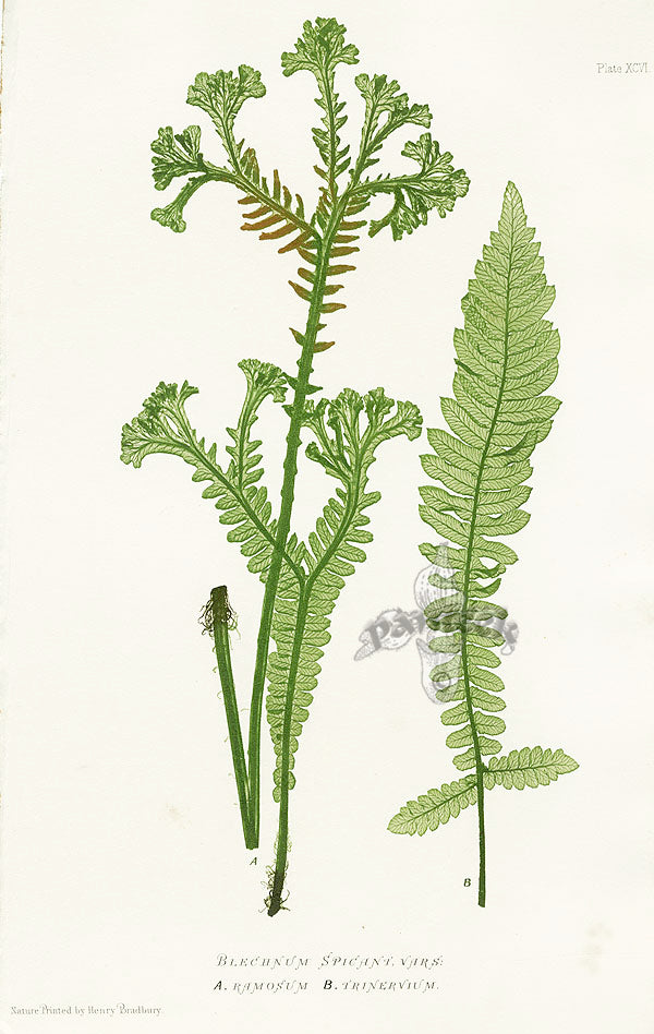 Bradbury Ferns Blechnum Spicani