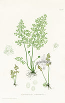 Bradbury Ferns Gymnogramma Leptophylla - Panteek Antique Prints