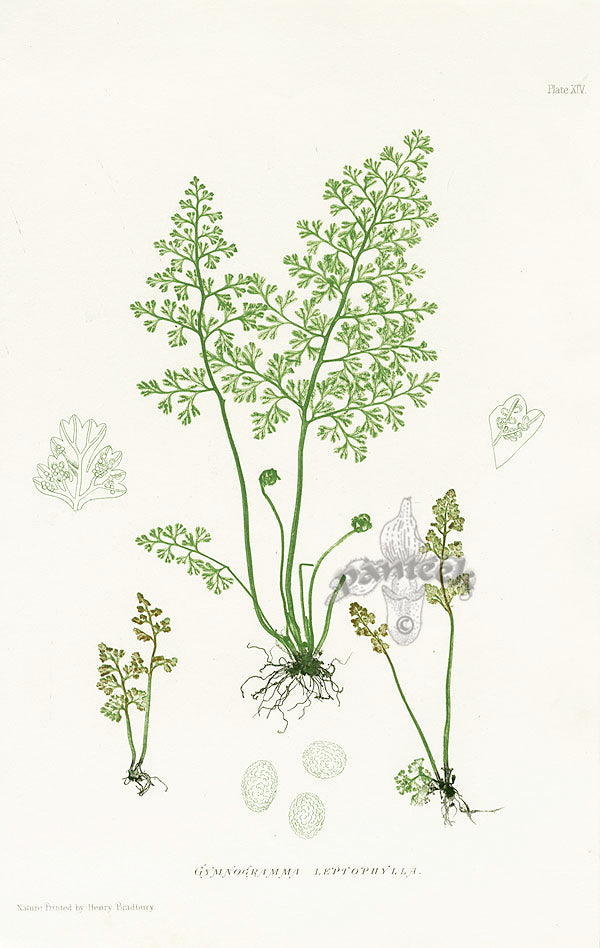 Bradbury Ferns Gymnogramma Leptophylla