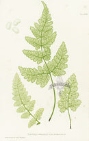 Bradbury Ferns Lastrea Dilatata - Panteek Antique Prints