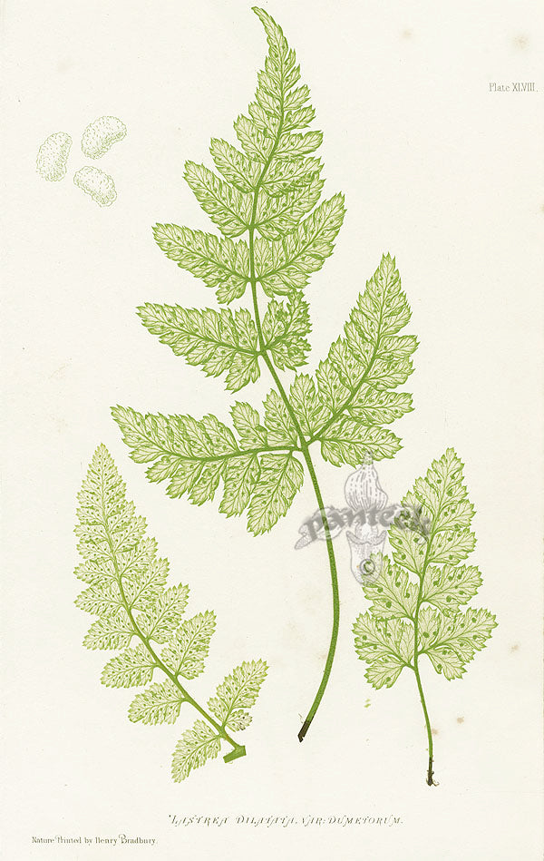 Bradbury Ferns Lastrea Dilatata