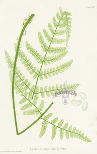 Bradbury Ferns Lastrea Dilatata Chan. - Panteek Antique Prints