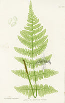 Bradbury Ferns Lastrea Dilatata Coll. - Panteek Antique Prints