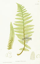 Bradbury Ferns Lastrea Filix-Mas - Panteek Antique Prints