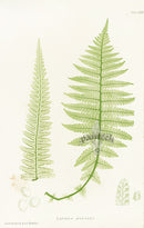 Bradbury Ferns Lastrea Montana - Panteek Antique Prints
