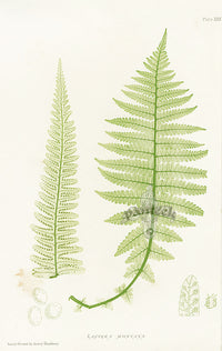 Bradbury Ferns Lastrea Montana - Panteek Antique Prints