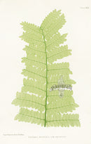 Bradbury Ferns Lastrea Montana Trun. - Panteek Antique Prints