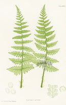 Bradbury Ferns Lastrea Rigida - Panteek Antique Prints