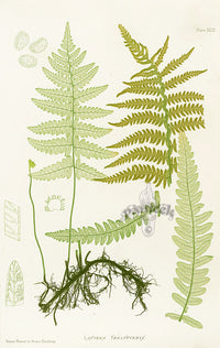 Bradbury Ferns Lastrea Thelypteris - Panteek Antique Prints