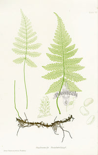 Bradbury Ferns Polypodium Phecopteris - Panteek Antique Prints