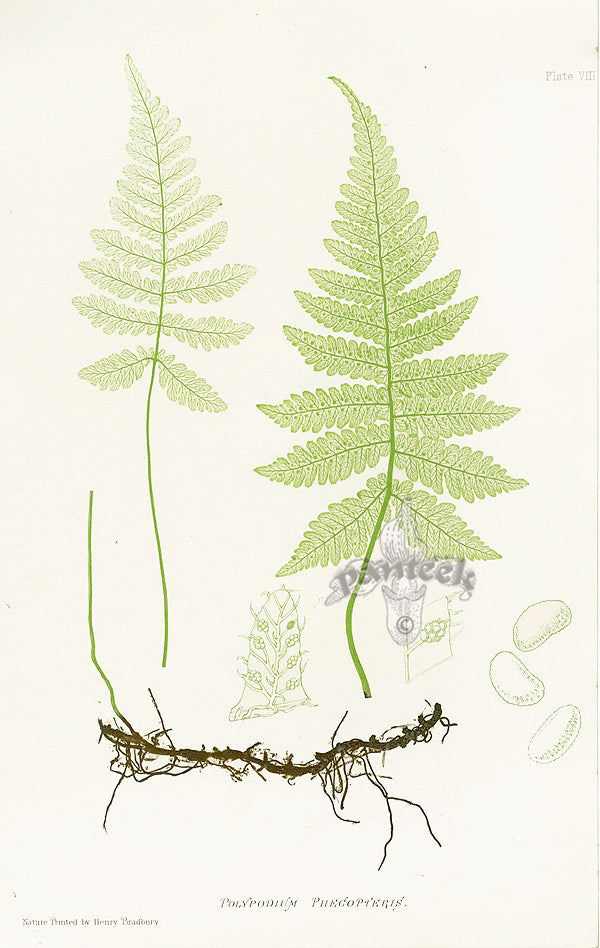 Bradbury Ferns Polypodium Phecopteris