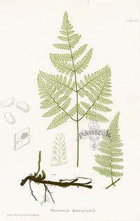 Bradbury Ferns Polypodium Robertianum - Panteek Antique Prints