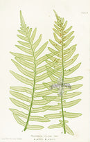 Bradbury Ferns Polypodium Vulgare - Panteek Antique Prints