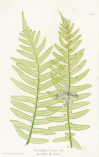Bradbury Ferns Polypodium Vulgare - Panteek Antique Prints