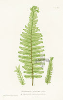 Bradbury Ferns Polystichum Angulare 2 vars - Panteek Antique Prints