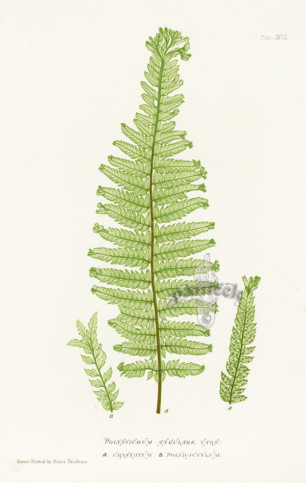 Bradbury Ferns Polystichum Angulare 2 vars
