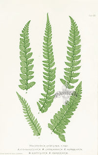 Bradbury Ferns Polystichum Angulare 5 vars. - Panteek Antique Prints