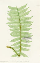 Bradbury Ferns Polystichum Angulare Alat - Panteek Antique Prints