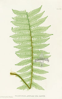 Bradbury Ferns Polystichum Angulare Alat - Panteek Antique Prints