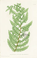 Bradbury Ferns Polystichum Angulare Diss - Panteek Antique Prints