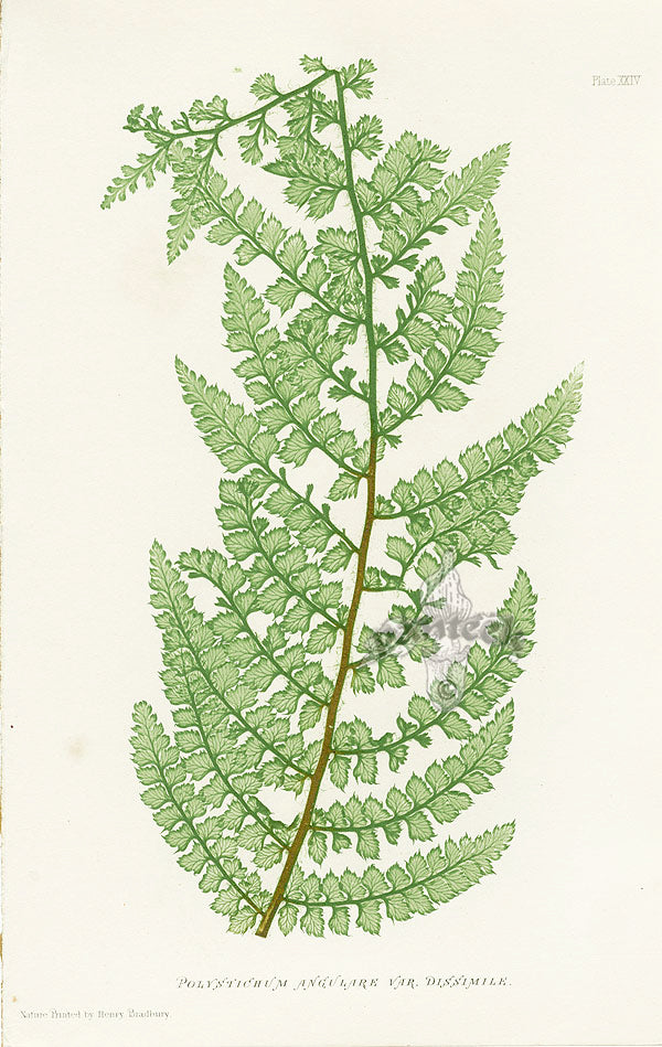 Bradbury Ferns Polystichum Angulare Diss