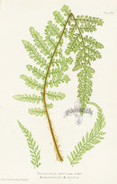 Bradbury Ferns Polystichum Angulare Gran - Panteek Antique Prints