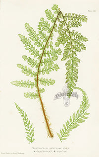 Bradbury Ferns Polystichum Angulare Gran - Panteek Antique Prints