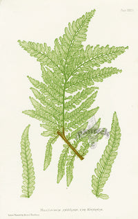 Bradbury Ferns Polystichum Angulare Kits - Panteek Antique Prints