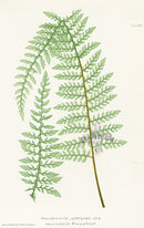 Bradbury Ferns Polystichum Angulare Prol - Panteek Antique Prints