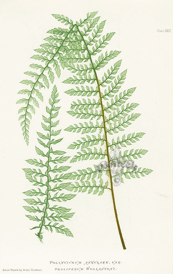 Bradbury Ferns Polystichum Angulare Prol