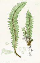 Bradbury Ferns Polystichum Lonchitis - Panteek Antique Prints
