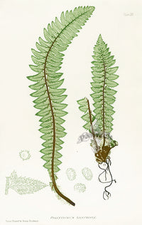 Bradbury Ferns Polystichum Lonchitis - Panteek Antique Prints