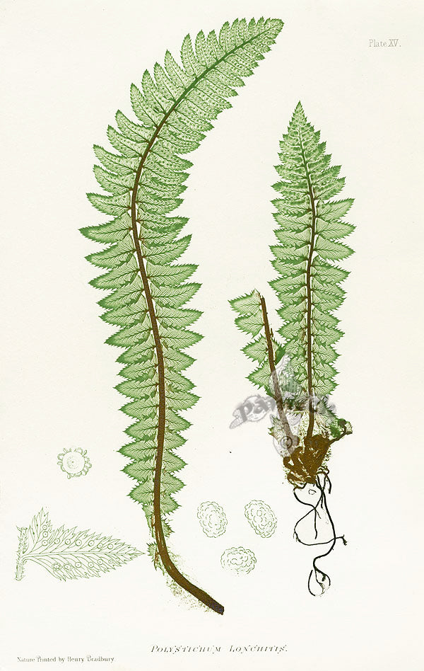 Bradbury Ferns Polystichum Lonchitis