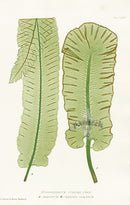 Bradbury Ferns Scolopendrium Vulgare Abr - Panteek Antique Prints