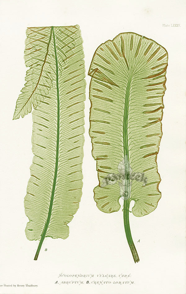 Bradbury Ferns Scolopendrium Vulgare Abr