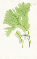 Bradbury Ferns Scolopendrium Vulgare Dig - Panteek Antique Prints