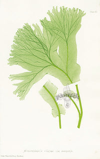 Bradbury Ferns Scolopendrium Vulgare Dig - Panteek Antique Prints