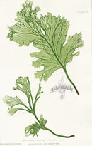 Bradbury Ferns Scolopendrium Vulgare Mar - Panteek Antique Prints