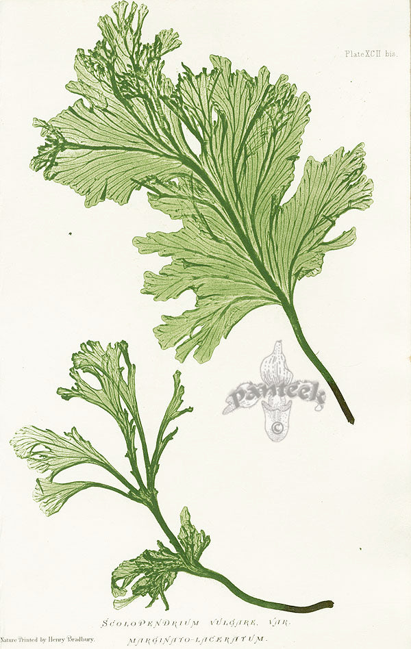 Bradbury Ferns Scolopendrium Vulgare Mar