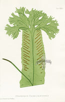Bradbury Ferns Scolopendrium Vulgare Mul - Panteek Antique Prints