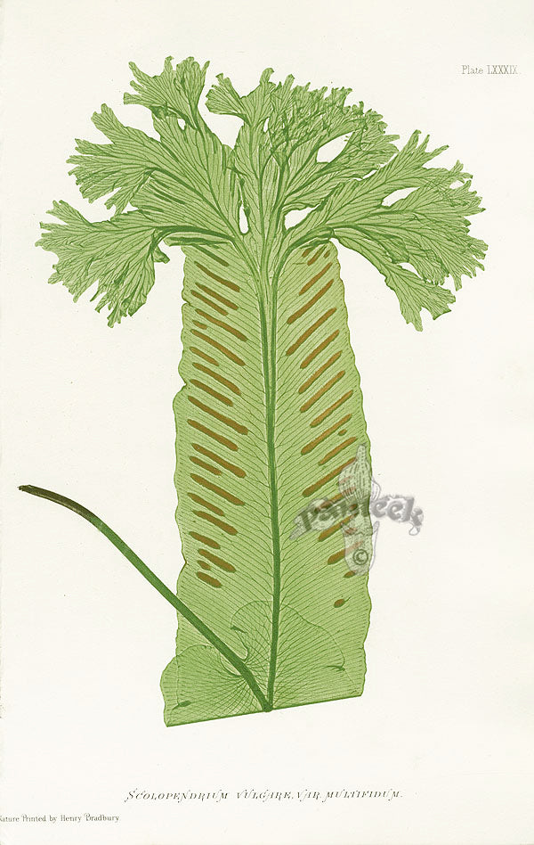 Bradbury Ferns Scolopendrium Vulgare Mul