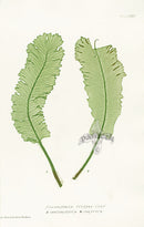 Bradbury Ferns Scolopendrium Vulgare Obt - Panteek Antique Prints