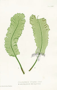 Bradbury Ferns Scolopendrium Vulgare Obt - Panteek Antique Prints