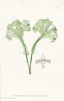 Bradbury Ferns Scolopendrium Vulgare Ram - Panteek Antique Prints