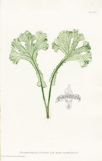 Bradbury Ferns Scolopendrium Vulgare Ram - Panteek Antique Prints