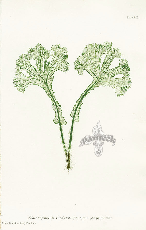 Bradbury Ferns Scolopendrium Vulgare Ram