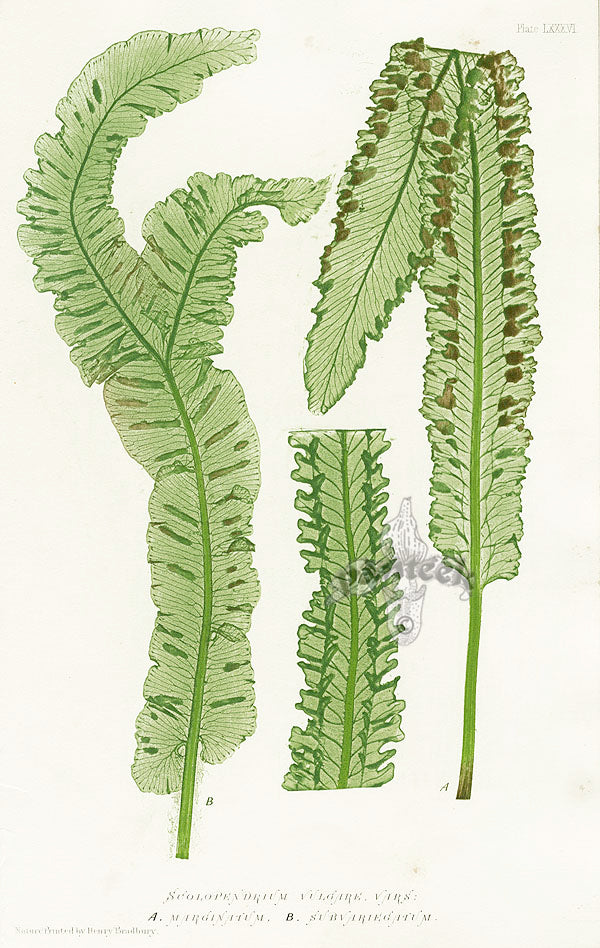 Bradbury Ferns Scolopendrium Vulgare Sub