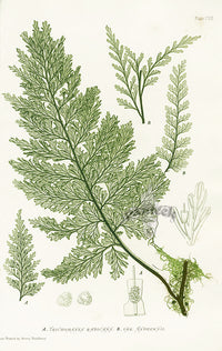 Bradbury Ferns Trichomanes Radicans - Panteek Antique Prints