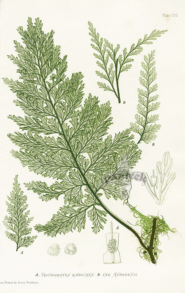 Bradbury Ferns Trichomanes Radicans