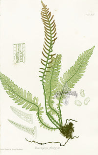 Bradbury Nature Printed Ferns Blechnum Spicani - Panteek Antique Prints